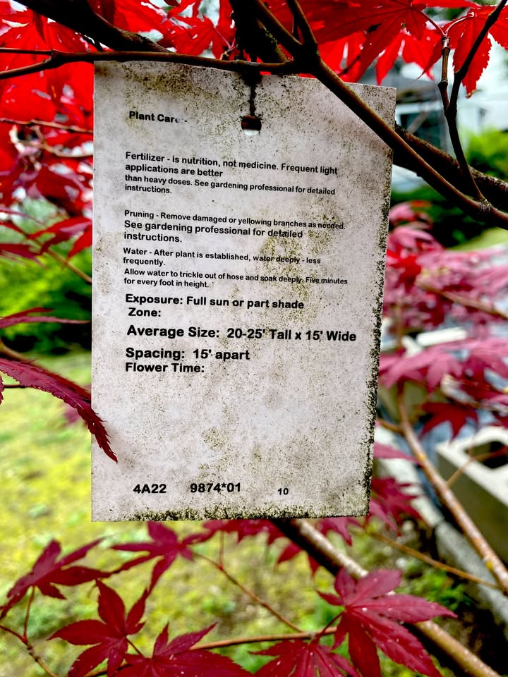 japanese maple care japanese maple care